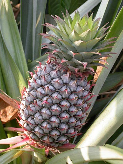 ANANÁSZ